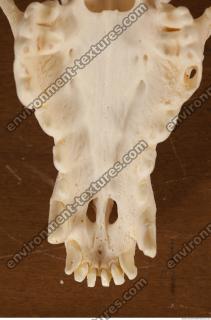 photo reference of skull 0014